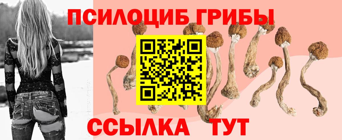 Энгельс  где можно купить наркотик  Вход с VPN  Галлюциногенные грибы Psilocybe  Псилоцибиновые грибы Psilocybe 